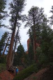 Towering ponderosas [sat may 29 10:33:28 mdt 2021]